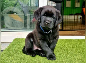 Edle Labrador Welpen mit Ahnentafel, Nachkommen von Champions