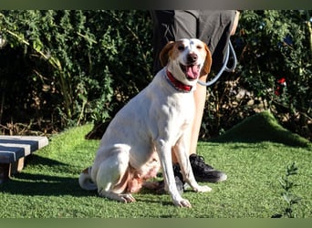 Iva, Mix Labrador / Podengo