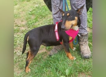 Bella 3, Miniatur Bullterrier Mischling