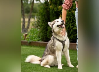 Wapaj - gut erzogener liebevoller Familienhund - Tierhilfe Franken e.V.
