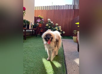 Stitch SR – kleiner Überlebenskämpfer sucht sein Happy End