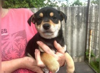 Welpe Kaju: neu im Tierheim