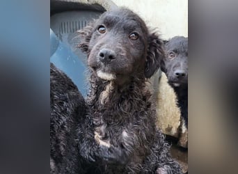 Flynn ❤️ offener, verspielter Welpenjunge