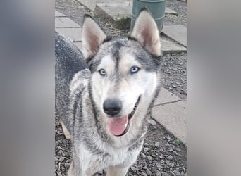Schöne Nova sucht dringend ein neues Zuhause