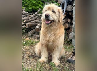 Buddy, geboren 01.04.2024, 50cm sucht seine Menschen