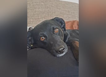 Charly - Großes Herz sucht Familie für ein dauerhaftes Happy End! (78166 Donaueschingen)