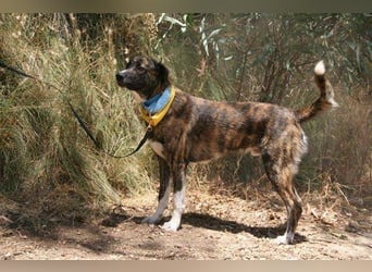 Loki (Spanien) - würde sehr gerne aufs Land ziehen