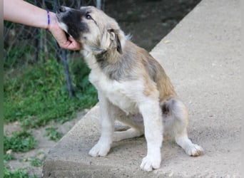 Gut gelaunter FRITZI sucht liebevolles Zuhause