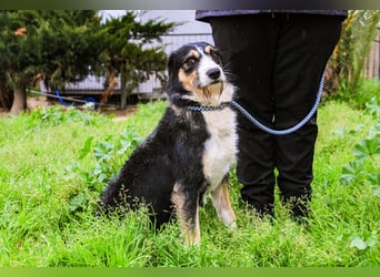 Kathy, Mix Border Collie / Griffon, lieb und sozial