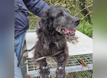 Blue - ruhiger, freundlicher Traumsetter