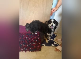 Josie, bereits auf PS in DE 86156 Augsburg, sucht liebevolles Zuhause!