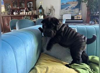 DAS HAUS MIT SHAR-PEI WELPEN - Rassehunde FCI-Profesionelle Zucht