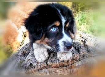 Reinrassige Australian Shepherd Welpen aus einer Spitzenverpaarung mit ASCA Papiere....