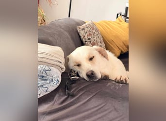Bella Mischlingshündin ca. 3 Jahre alt in 72072 Tübingen