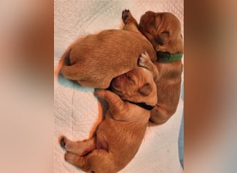 Golden Retriever dark reinrassig