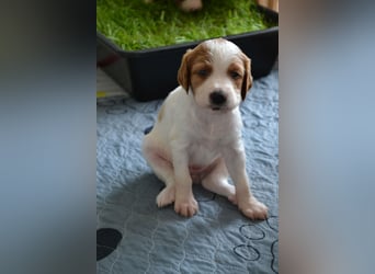 Sportlicher Familienhund - Irish Red and White Setter