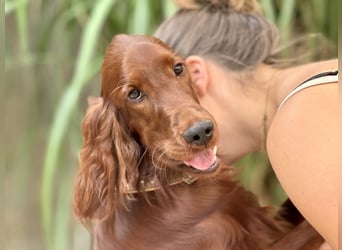 Irish Setter Welpen mit Papieren