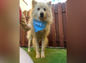 Mishka SR – sanfter Schneebär sucht ruhiges Zuhause