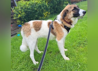 Anka - wo darf ich Zuhause sein?