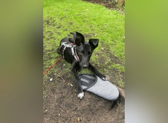 Susi sucht ihre Lieblingsmenschen (10709 Berlin)