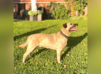Milo - treu und territorial