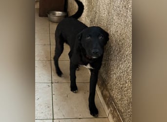 Jane ❤️ neugieres, liebes Hundemädchen
