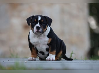 Unglaublich schöne American Bully Welpen!