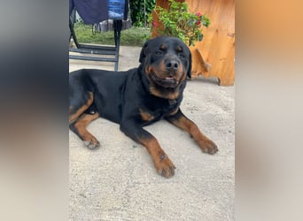 Diego