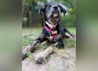 Hundedame BENI auf PS in 76829 Landau