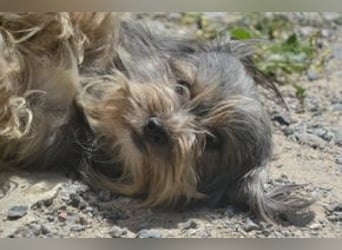 Maia, eine von zwölf zurückgebliebenen Hunden sucht ein neues Zuhause