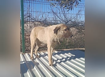 Beka großer Kangal Mischling Hündin sucht Zuhause für immer