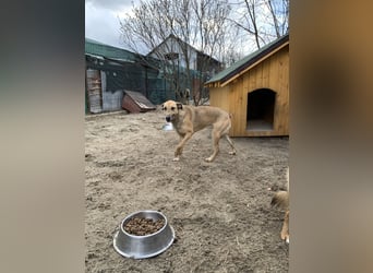 KATHI, Hündin, 6,5 Jahre, 55 cm, Mischling, Tierschutz