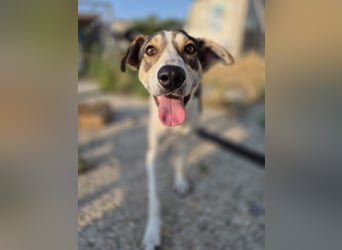 ALINA, Hündin, 3 Jahre, 50 cm, Mischling, Tierschutz