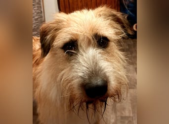 EDDI 3 J., kastr., ist auf der Suche nach seinen Herzensmenschen