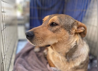 VANISHA sucht ein Zuhause