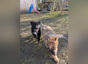 Border Collie Schäferhund Mix Welpe