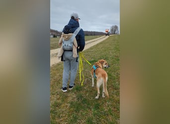 lieber Amerigo in 72525 Münsingen auf Pflegestelle sucht sein Zuhause
