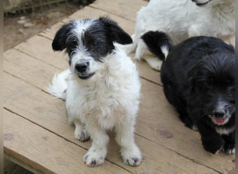 Herziger KELVIN sucht Kuschelpartner fürs Leben