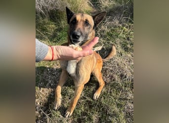 Karl ❤️ ruhig, gehorsamer Malinois-Mix