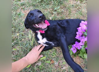 Lola sucht aktive Familie