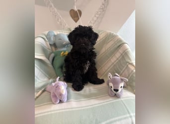 Wunderschöner Maltipoo rüde 6 Monate alt zu verkaufen