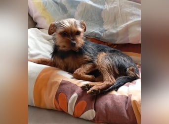 Molly S261 ist zuckersüß und sanft