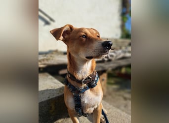Walburga, !!! SOS !!!!  PS Oberkochen liebevolle, kleine Hündin sucht Ihr Körbchen
