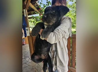 Eléa – Kleine Entdeckerin mit großem Herz sucht Zuhause