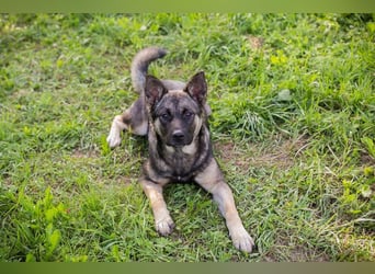 TATZEL - die hübsche Maus sucht eine eigene liebe Familie!