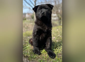 Hachiko, geb. ca. 01/2025, lebt in GRIECHENLAND, auf einer privaten Pflegestelle