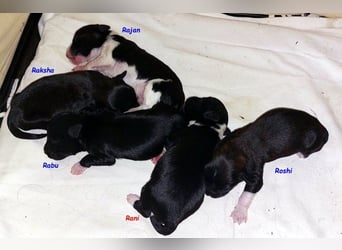 Kirsei-Kra Tibet Terrier Welpen ( VDH / ILT )