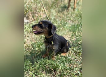 Lili. geboren 01.11.2024, 25cm sucht ihr Körbchen
