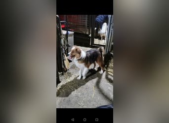 Wunderschöne Border Collie