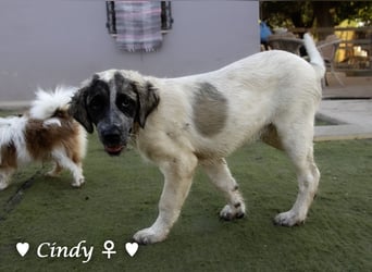 Cindy und Carla suchen ab Mitte Juli ein Zuhause